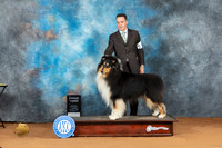 Collie Rough #5 Sata G3 Judge Don Gill