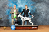 Dalmatian #7 Sat OHG2 Judge Philip Briasco