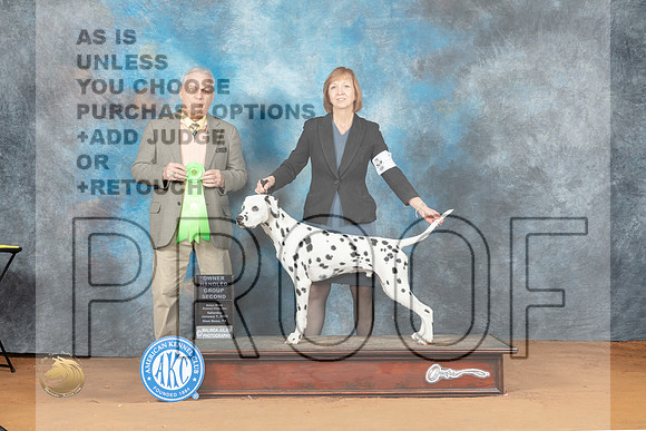 Dalmatian #7 Sat OHG2 Judge Philip Briasco_MJ_6215_NRKC2023_HR3