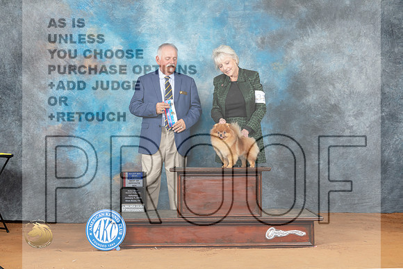 Pomeranian #20 Sat BOWBOS Judge Rodney Merry_MJ_6180_NRKC2023_HR3