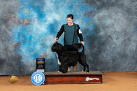 Portuguese Water Dog #5 Sat BOB Judge John Lucas