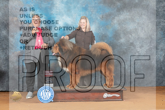 Tibetan Mastiff #5 Sat G2 Judge John Lucas_MJ_6159_NRKC2023_HR3