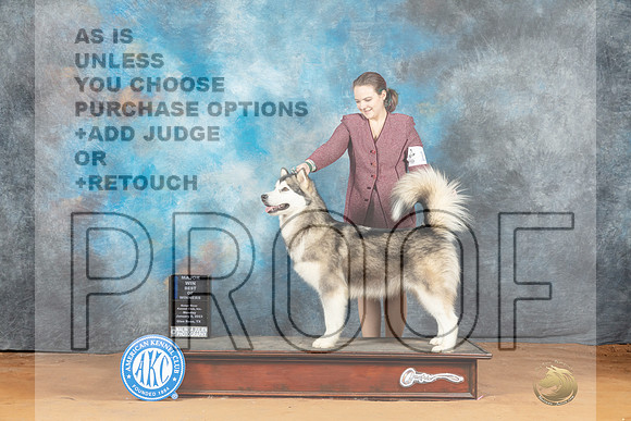 Alaskan Malamute #10 Mon BOWM Judge Victoria Jordan__MJ_8557_NRK2023-HR3