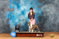 American Staffordshire Terrier #10 Mon BOBCH Judge Steve Keating