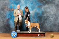 American Staffordshire Terrier #15 Mon OHG4 Judge Ronald Horn