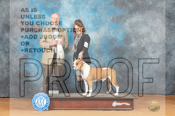 American Staffordshire Terrier #15 Mon OHG4 Judge Ronald Horn__MJ_8691_NRK2023-HR3