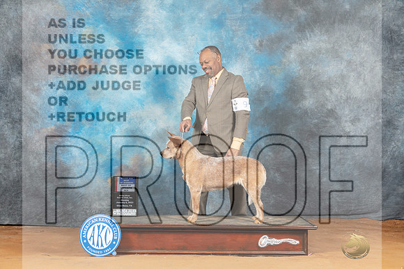 Australian Cattle Dog #36 Mon BOWBOS Judge Kim Griffith__MJ_8618_NRK2023-HR3