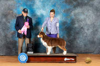 Australian Shepherd #15 Mon OHG1 Judge Kim Griffith