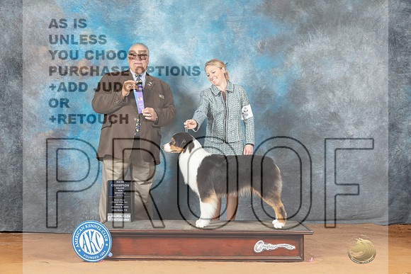 Australian Shepherd #36 Mon WBCh Judge John Lucas__MJ_8207_NRK2023-HR3