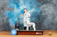 Bedlington Terrier #10 Mon WBCH Judge Steve Keating