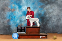 Bedlington Terrier #5 Mon OHBOBWD Judge Steve Keating