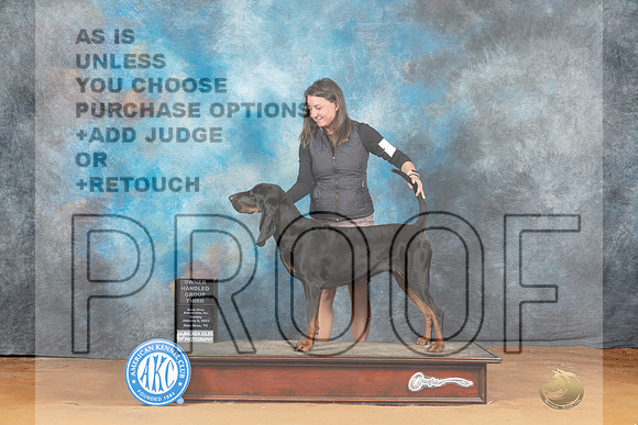 Black and Tan Coonhound #6 Mon OHG3 Judge Azalea Alvarez__MJ_8634_NRK2023-HR3