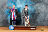 Bulldog #26 Mon RBIS Judge Rodney Merry