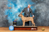 Cane Corso #20 Mon BOB Judge Victoria Jordan