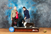 Cardigan Welsh Corgi #10 Mon G2 Judge Laurie Telfair