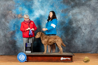 Chesapeake Bay Retriever #12 Mon WB Judge Mary Napper