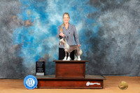 Chinese Crested #18 Sun OHG1 Judge Phil Briasco
