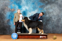 Collie Rough #5 Mon G4 Judge Laurie Telfair