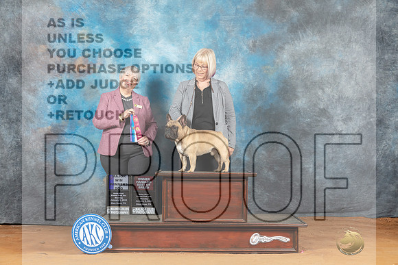 French Bulldog #31 Mon OHBOBBOW Judge Azalea Alvarez__MJ_8181_NRK2023-HR3