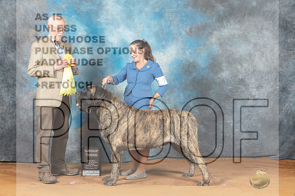 Mastiff #7 Mon G3 Judge Ronald Horn__MJ_8796_NRK2023-HR3