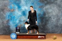 Miniature American Shepherd #32 Mon WBM Judge Laurie Telfair