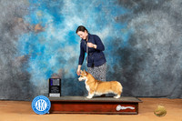 Pembroke Welsh Corgi #24 Sun WBCH Judge Victoria Jordan