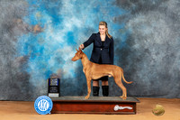 Pharoah Hound #5 Mon BOWBOB Judge Donald Gill