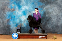 Poodle Std #11 Mon BOW Judge Diane Price