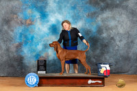 Redbone Coonhound #6 Mon OHG1 Judge Azalea Alvarez
