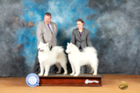 Samoyed Lance Rankin