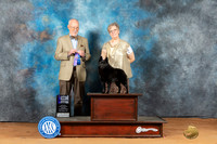 Schipperke #14 Mon BOSBOWM Judge Ronald Horn