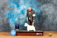 West Highland White Terrier #5 Mon G1 Judge Steve Keating