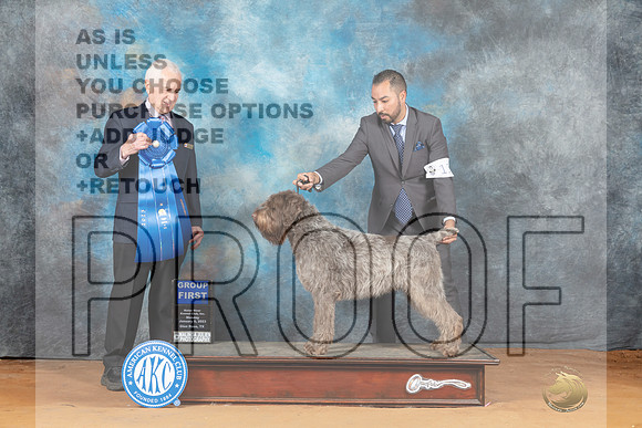 Wirehaired Pointing Griffon #11 Mon G1 Judge Ted Eubank__MJ_8575_NRK2023-HR3