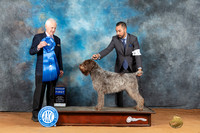 Wirehaired Pointing Griffon #11 Mon G1 Judge Ted Eubank
