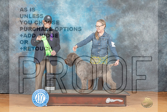 Wirehaired Pointing Griffon #14 Mon OHG2 Judge Kim Griffith__MJ_8493_NRK2023-HR3