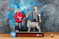 Wirehaired Pointing Griffon #6 Mon BOSBOWMCh Judge Mary Napper