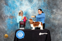 Cavalier King Charles Spaniel #8 Sun G2 Judge Carol Pyrkosz