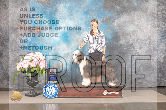 Bearded Collie #12 Sat BOWBOB Judge Carrie Chase_MJ_7771_Houston_2022_HR3