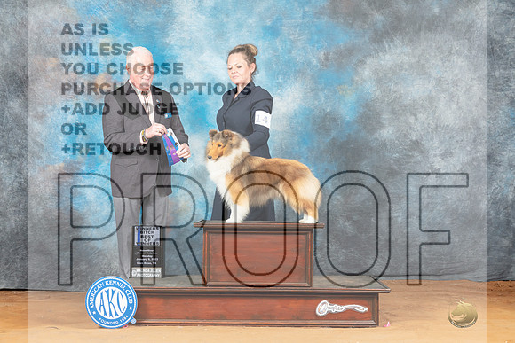 Shetland Sheepdog #14 Mon WB Judge Steve Keating-_MJ_8320e-NRKC2023-HR3