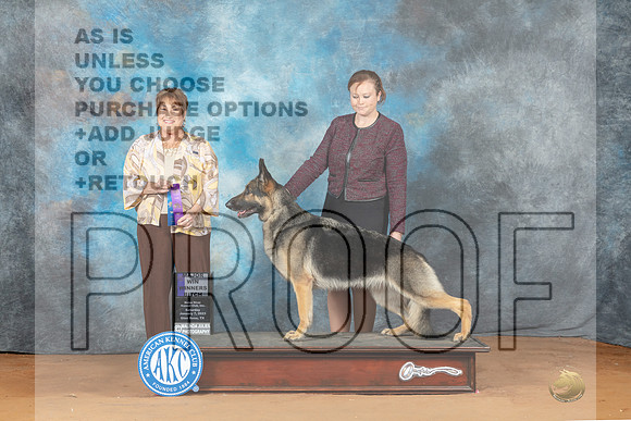 German Shepherd Dog #18 Sun WB Judge Victoria Jordan-_MJ_7091e-NRKC2023-HR3