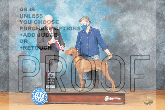 Vizsla #5 -_MJ_8571e-NRKC2023-HR3