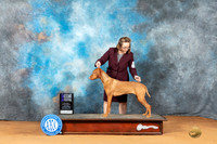Vizsla #8 Sat WBM Judge Ted Eubank r