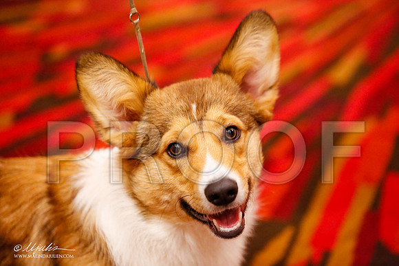 _JJ_9266-HstnCorgiFeb2015-HR3