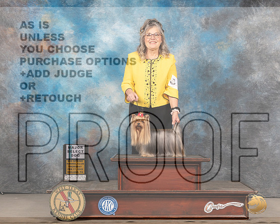 Yorkshire Terrier #9 Fri SD Judge Brad Jenkins rMMJ_5188_Mdlnd2022_HR3