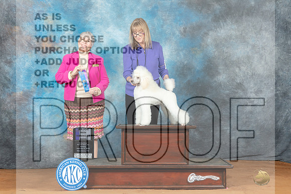 Poodle Miniature #25 Sun WDM Judge Azalea Alvarez-_MJ_7007e-NRKC2023-HR3