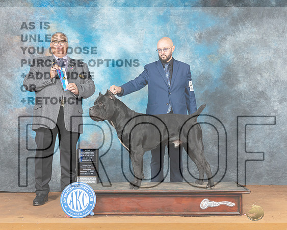 Cane Corso #17 Sat BOWMNc Judge John Lucas-_MJ_6141e-NRKC2023-HR3