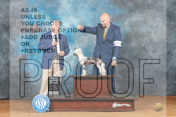 Chinese Shar Pei #5 Mon SD Judge Rodney Merry-_MJ_7982e-NRKC2023-HR3