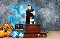 Toy Fox Terrier #9 Sun BOBOHBOBM Judge Shelley Hennessey