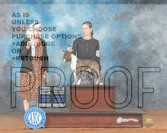 Boston Terrier #11 Fri SDGCh Judge Molly Martin-_MJ_4822e-NRKC2023-HR3
