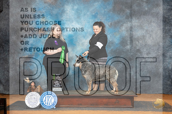 Australian Cattle Dog #7 Sun VBIS Judge Malinda Julien__JP_8650_MARSHALL_2024_HR3